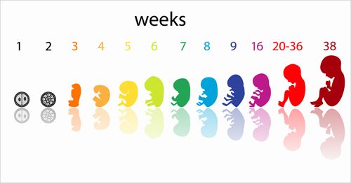 Ημερολόγιο Εγκυμοσύνης: 1η Εβδομάδα.