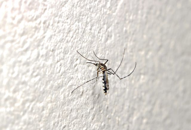 Φυσικοί Τρόποι Αντιμετώπισης Των Κουνουπιών